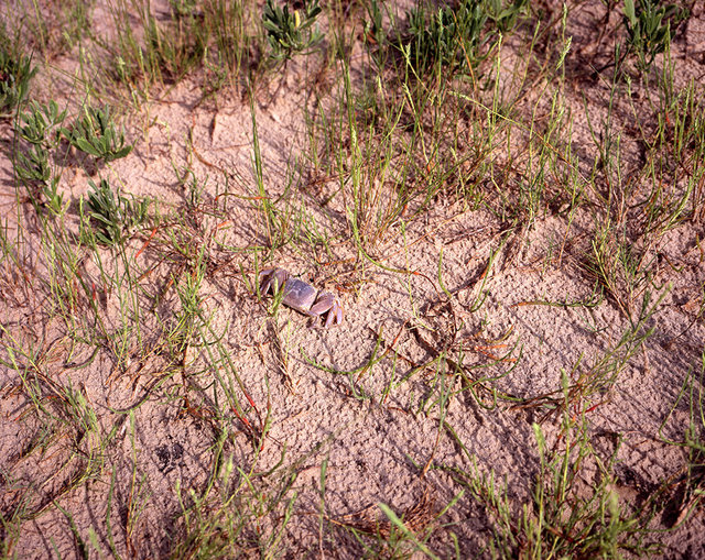 Ghost Crab near Christmas Creek