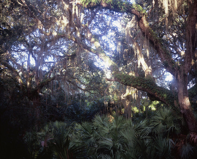 Live Oaks, Willow Pond Trail