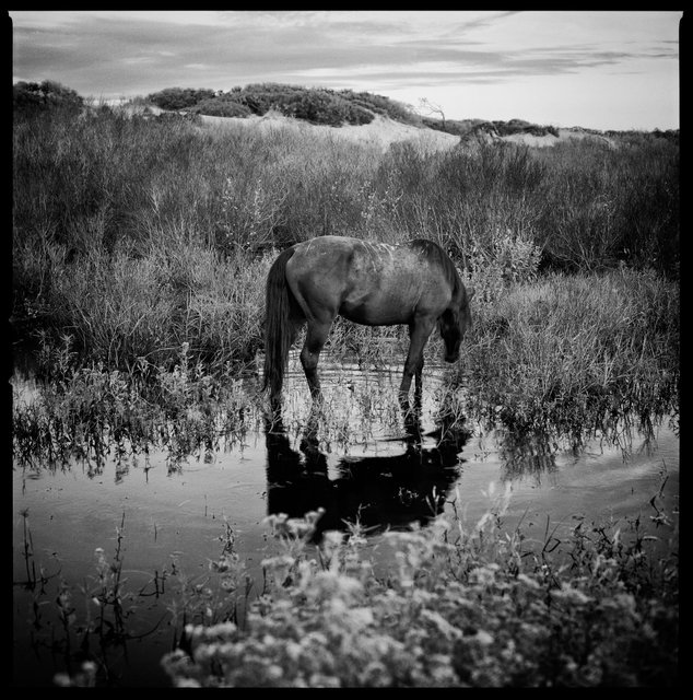 Feral Horse in Freshwater Slough, South Cut, 2018
