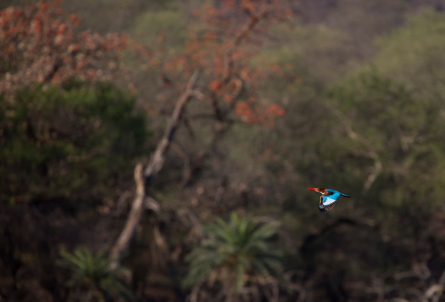 White-throated Kingfisher
