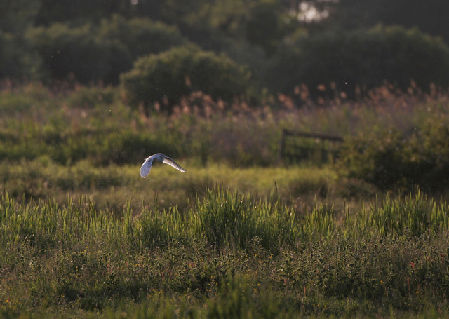 Barn Owl