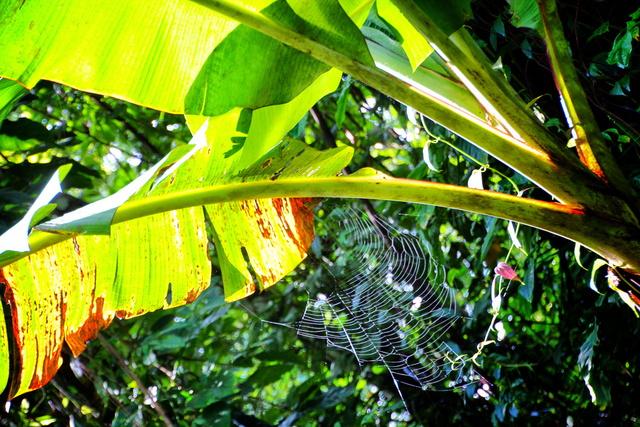Spider Light