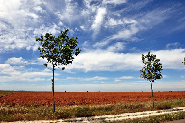 Le chemin dans la "Meseta", Castille