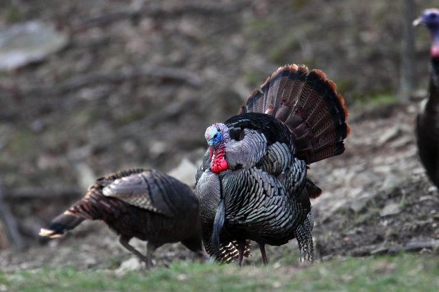 A male wild turkey strutting for a small group of hens, early April, southern Ohio.