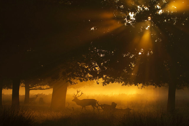 Red Deer Stag