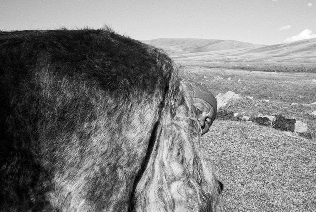 Khuk Khutel, Mongolia, 2009