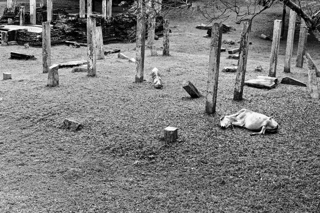Anuradhapura, Sri Lanka, 2016