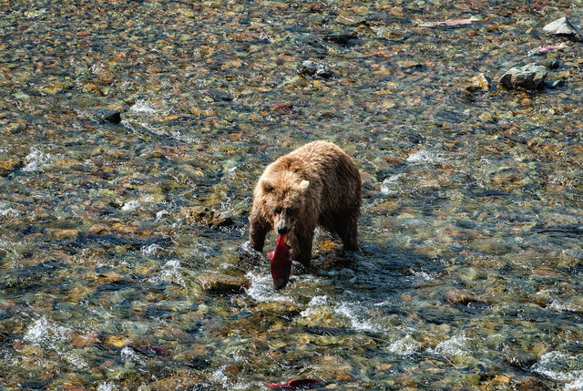 ALASKA-73 copia-Edit.jpg