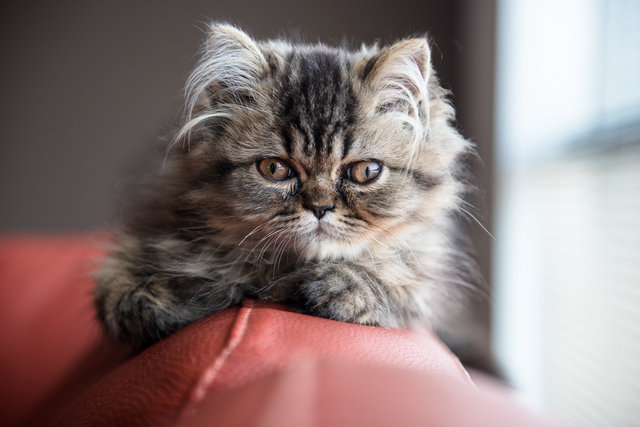 ROMEO-351-Edit.jpg
