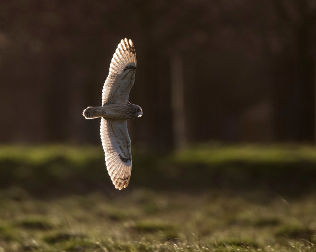 Short-eared Owl