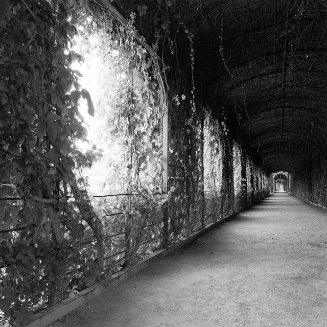 Path at Schönbrunn Garden