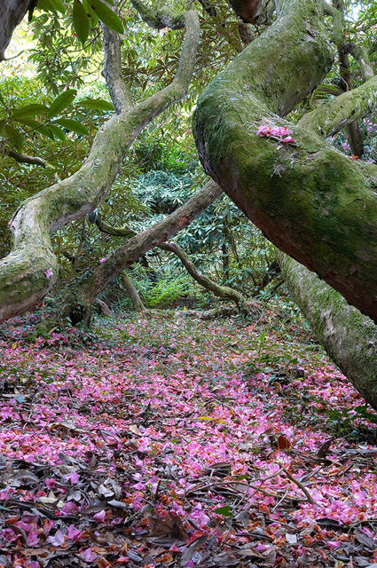 The Lost Gardens of Heligan