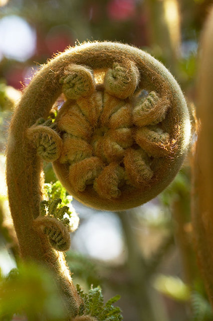 The Lost Gardens of Heligan