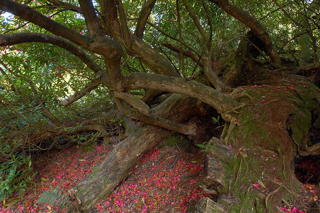 The Lost Gardens of Heligan