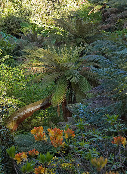 The Lost Gardens of Heligan