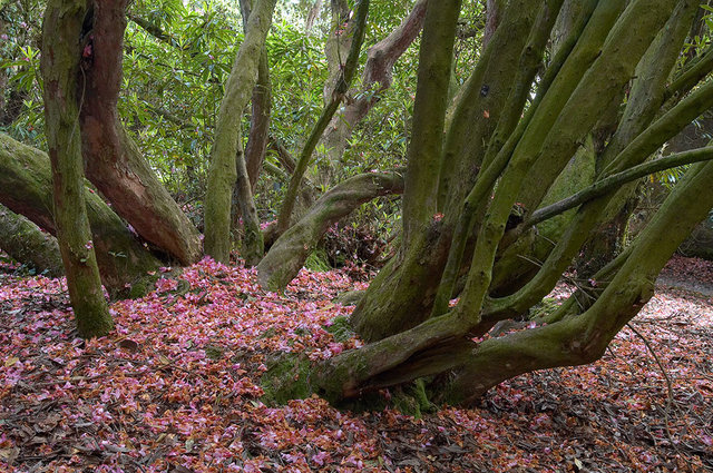 The Lost Gardens of Heligan