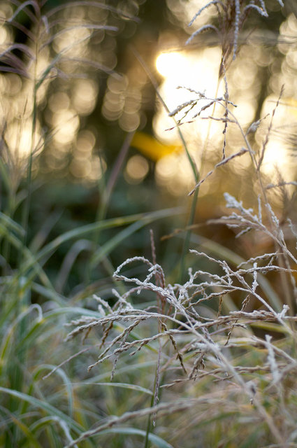 Tuin van de Tijd - Garden of the Time - Femke van Dam