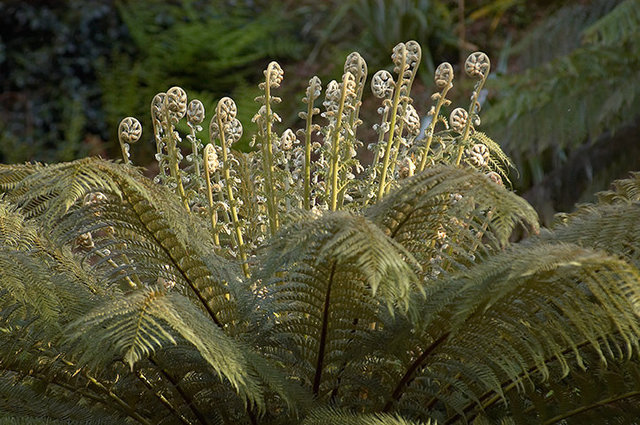 The Lost Gardens of Heligan