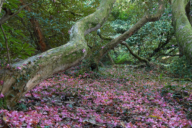 The Lost Gardens of Heligan