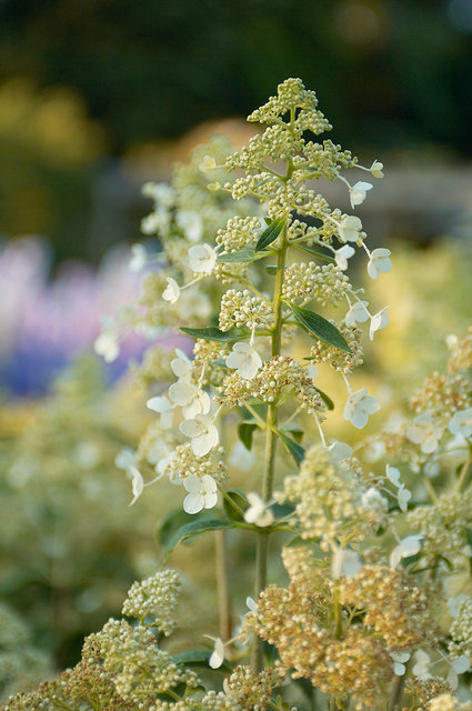 Alnwick Garden - Alnwick - UK