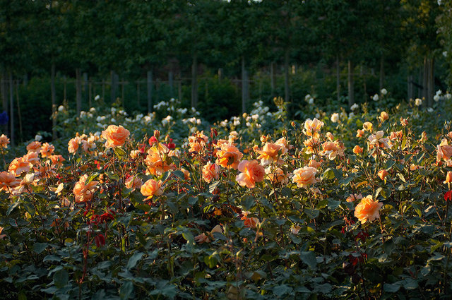 Alnwick Garden - Alnwick - UK