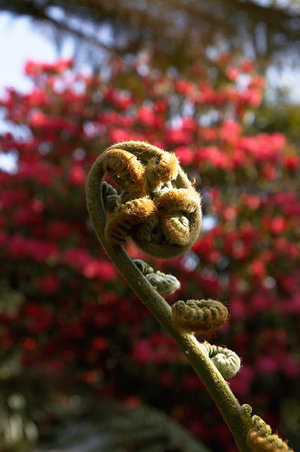 The Lost Gardens of Heligan