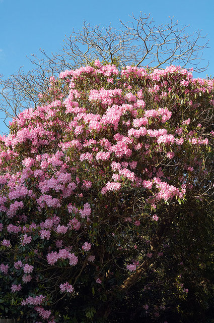 The Lost Gardens of Heligan