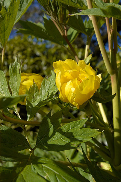 The Lost Gardens of Heligan