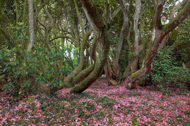 The Lost Gardens of Heligan