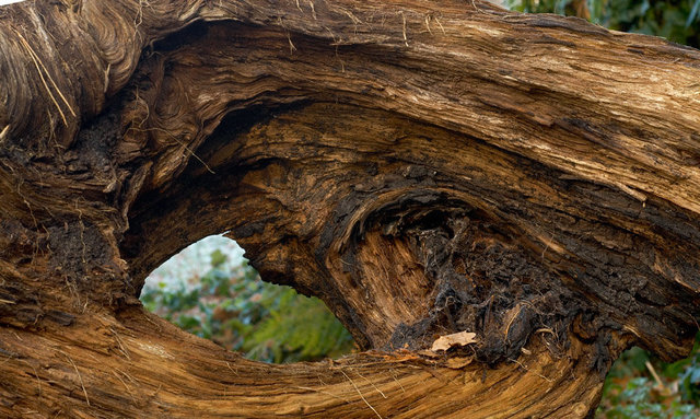 Tuin van de Tijd - Garden of the Time - Femke van Dam