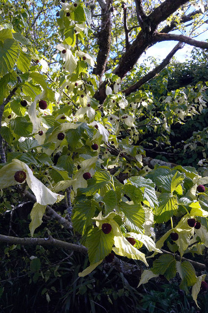 The Lost Gardens of Heligan