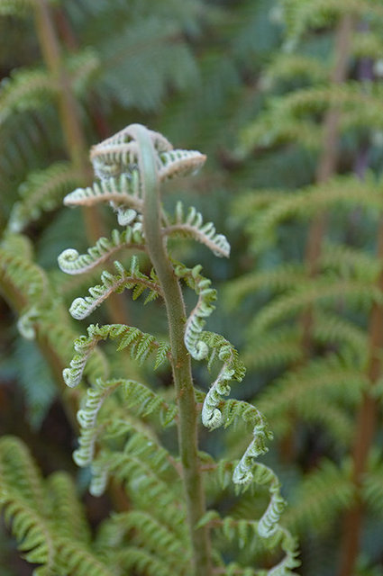 The Lost Gardens of Heligan