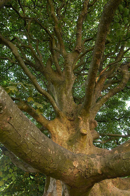 Alnwick Garden - Alnwick - UK