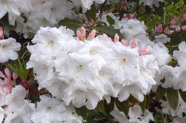 The Lost Gardens of Heligan