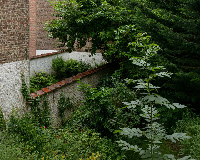 20 Jun24, Backyard