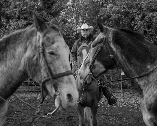 Horses