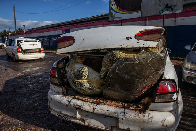 turtles_06.JPG