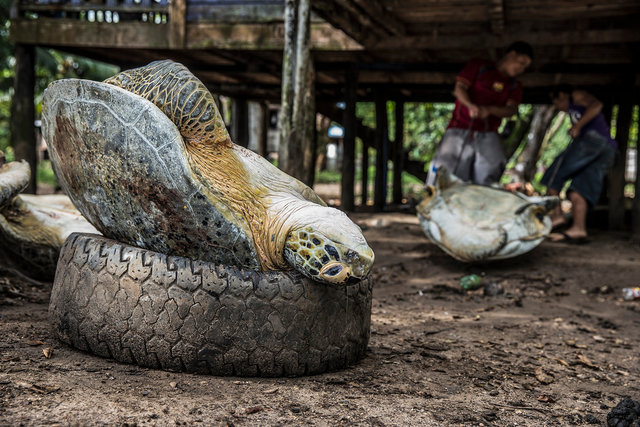 turtles_08.JPG