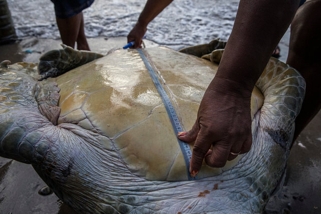 turtles_04.JPG