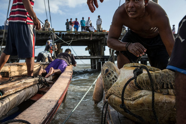turtles_02.JPG