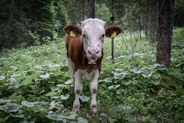 Moo
