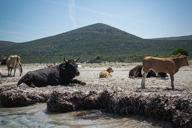Chillen, Grillen, Bierli killen