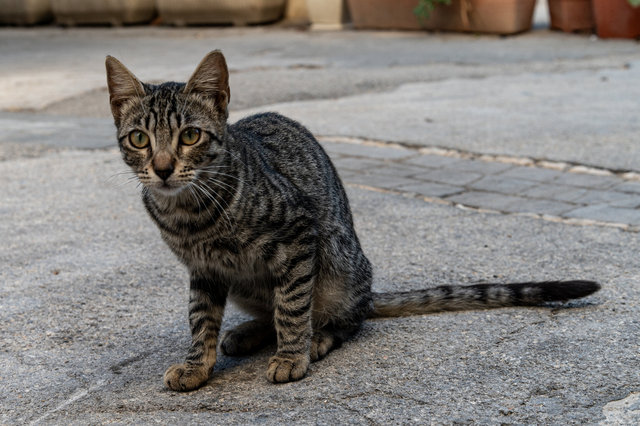 Schüchte Katzer