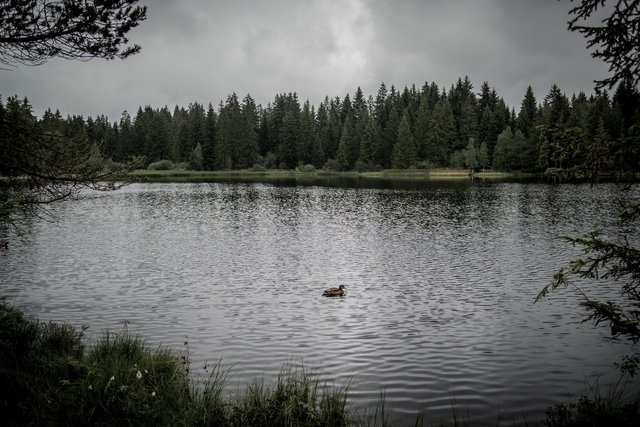 Étang de la Gruère, Franches-Montagnes