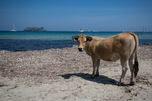 La Vache qui se veut baigner