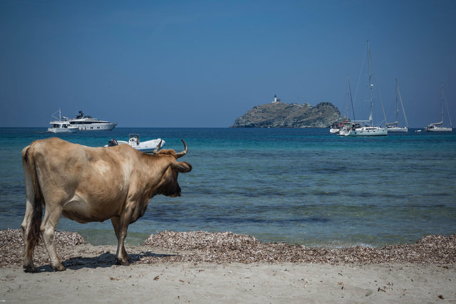 Kühe die auf Inseln starren
