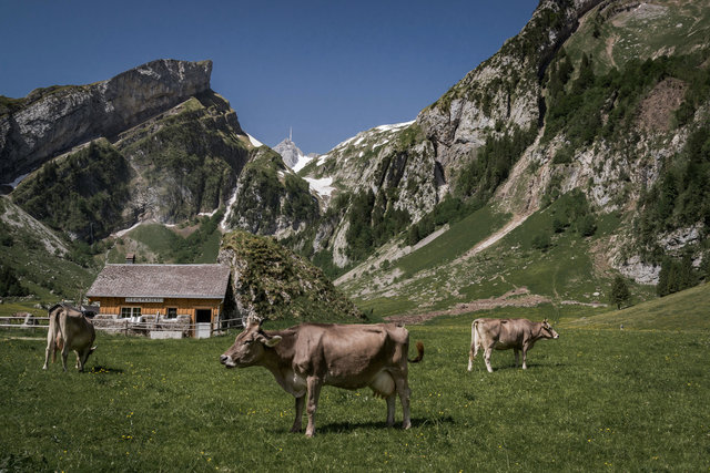 Postkartenmotiv 4 - Käserei, Kühe, saftiges Grün, Berge.