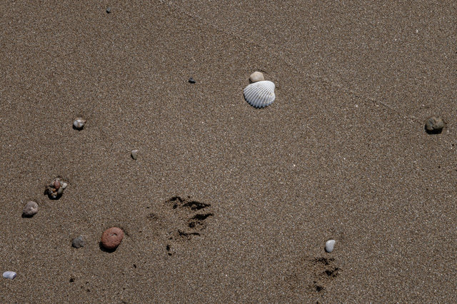 Das Trittsiegel des Strandwolfes.