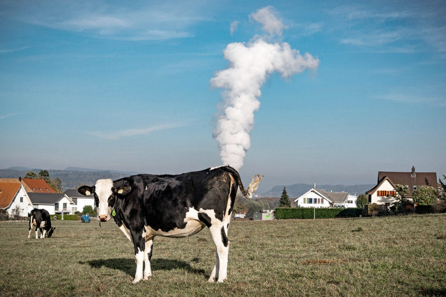 La vache qui pète.