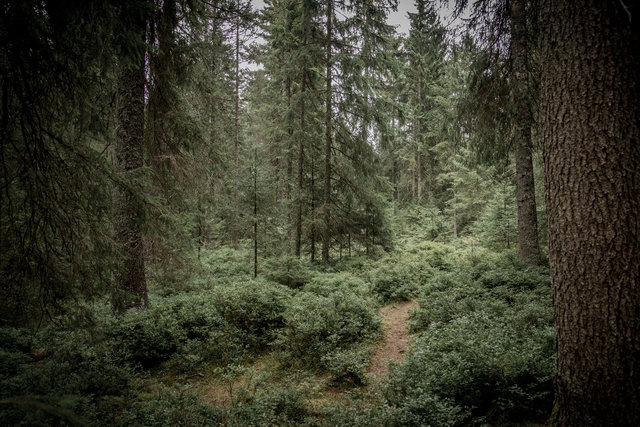 Zauberwald, Étang de la Gruère, Franches-Montagnes